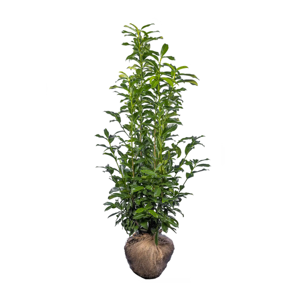 Kirschlorbeer Genolia  (Prunus laurocerasus) | 150-175 cm mit Wurzelballen  | Garmundo.de