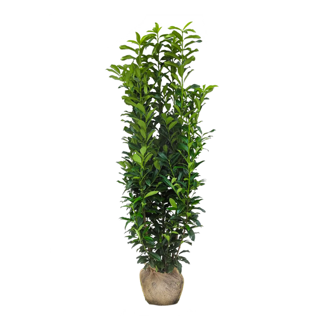 Kirschlorbeer Genolia ®