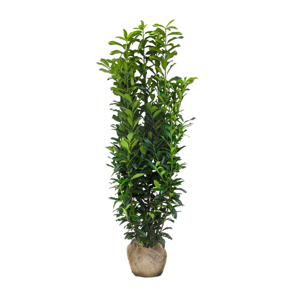 Kirschlorbeer Genolia ® (Prunus laurocerasus) | 175-200 cm mit Wurzelballen 