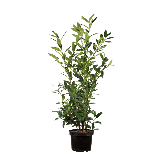 Kirschlorbeer Herbergii