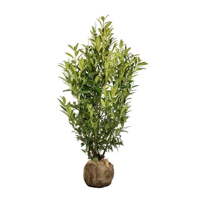 Kirschlorbeer Herbergii