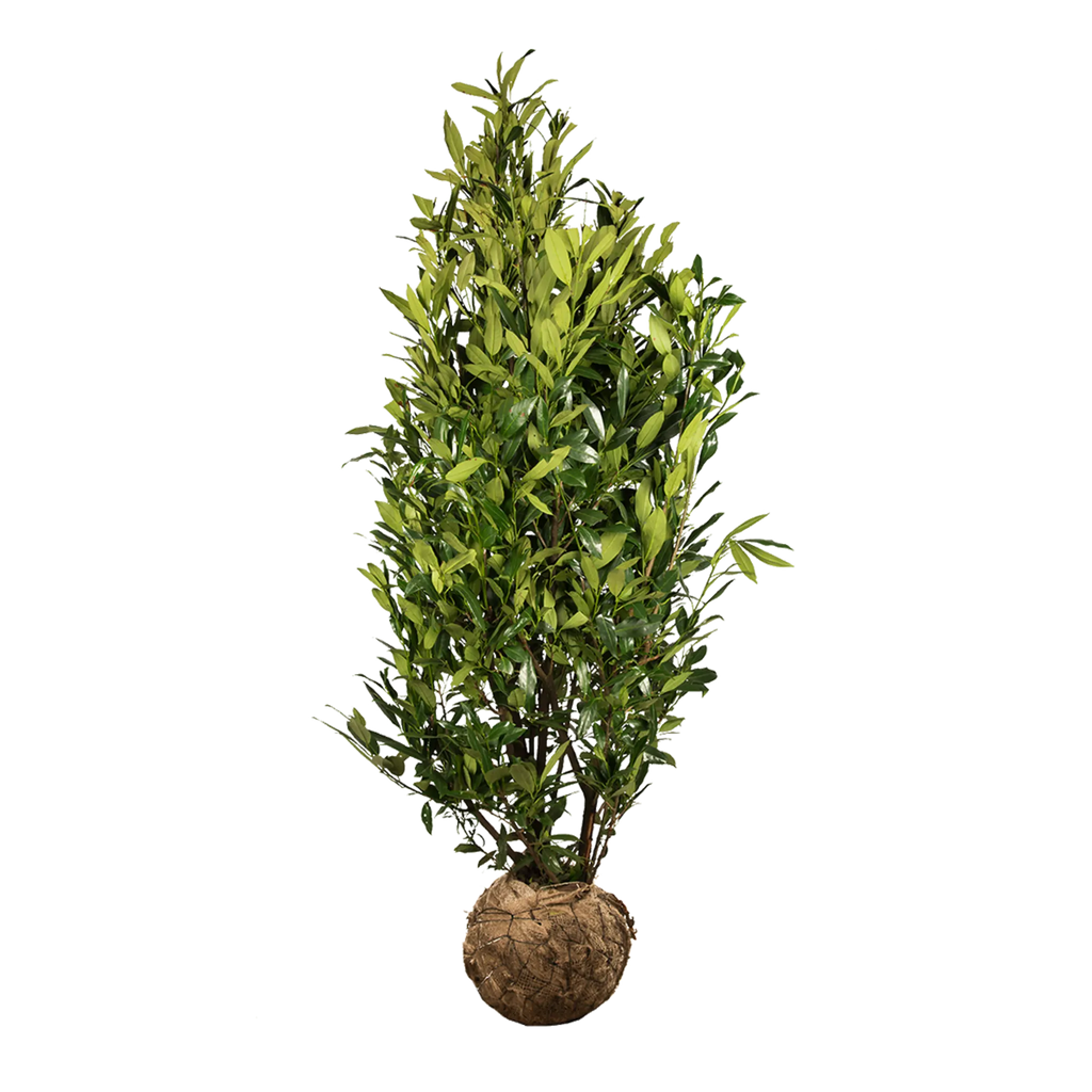 kirschlorbeer herbergii obi Kirschlorbeer Herbergii (Prunus laurocerasus 'Herbergii') | 175-200 cm mit  Wurzelballen