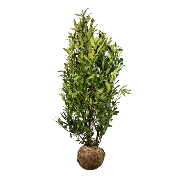 Kirschlorbeer Herbergii (Prunus laurocerasus 'Herbergii') | 175-200 cm mit  Wurzelballen