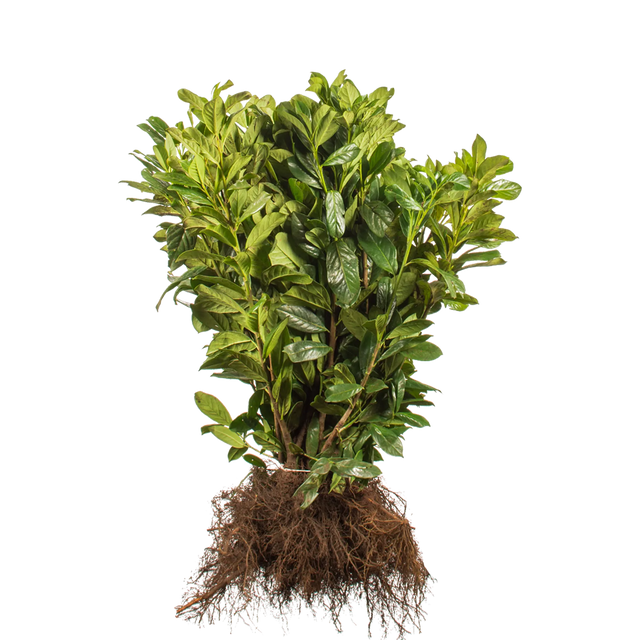 Kirschlorbeer Novita