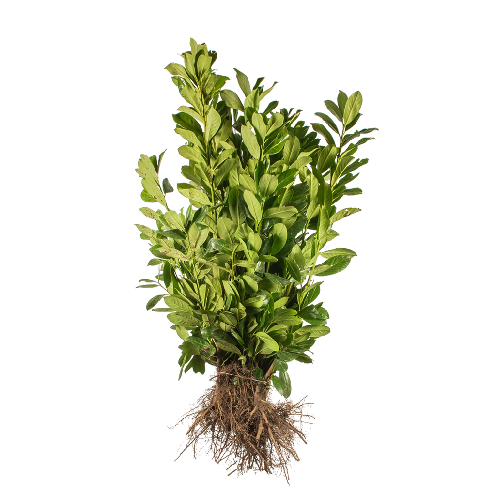 Kirschlorbeer Novita (Prunus laurocerasus 'Novita') | 60-80 cm Wurzelware |  Garmundo.de