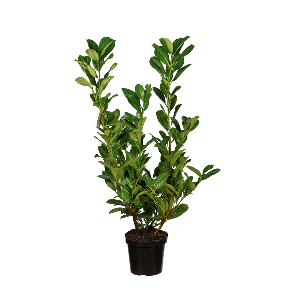 kirschlorbeer novita 125-150 Kirschlorbeer Novita (Prunus laurocerasus 'Novita') | 100-125 cm im Topf