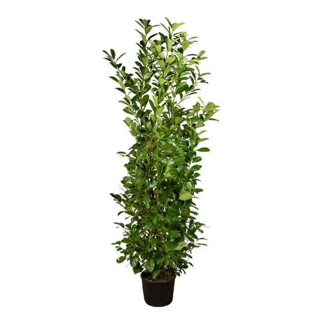 Kirschlorbeer Novita