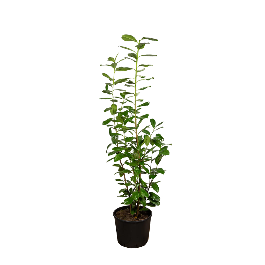 Kirschlorbeer Novita (Prunus laurocerasus 'Novita') | 60-80 cm im Topf