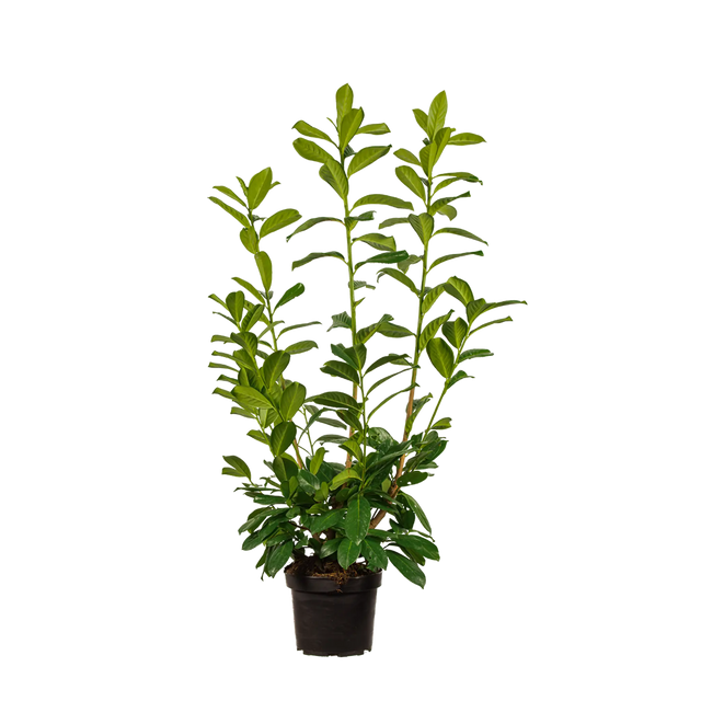 Kirschlorbeer Novita