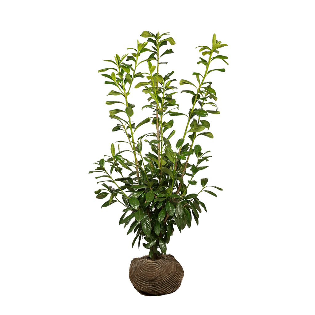 kirschlorbeer novita 180 cm kaufen Kirschlorbeer Novita (Prunus laurocerasus 'Novita') | 125-150 cm mit  Wurzelballen