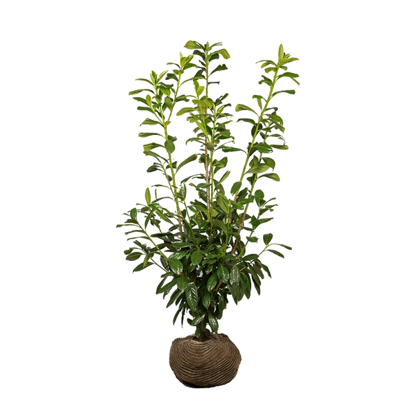 Kirschlorbeer Novita (Prunus laurocerasus 'Novita') | 125-150 cm mit  Wurzelballen