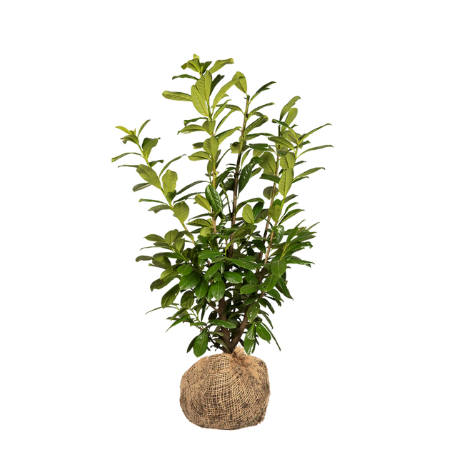 Kirschlorbeer Novita