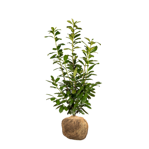 kirschlorbeer treibt nicht aus Kirschlorbeer Novita (Prunus laurocerasus 'Novita') | 80-100 cm mit  Wurzelballen