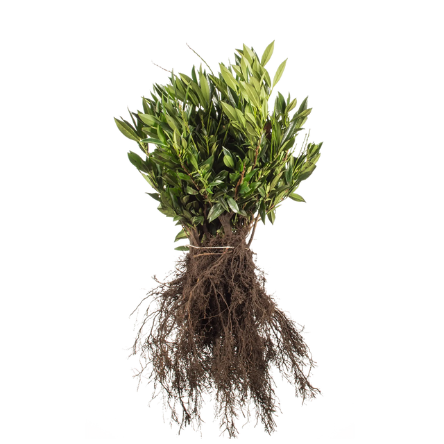 Kirschlorbeer Otto Luyken