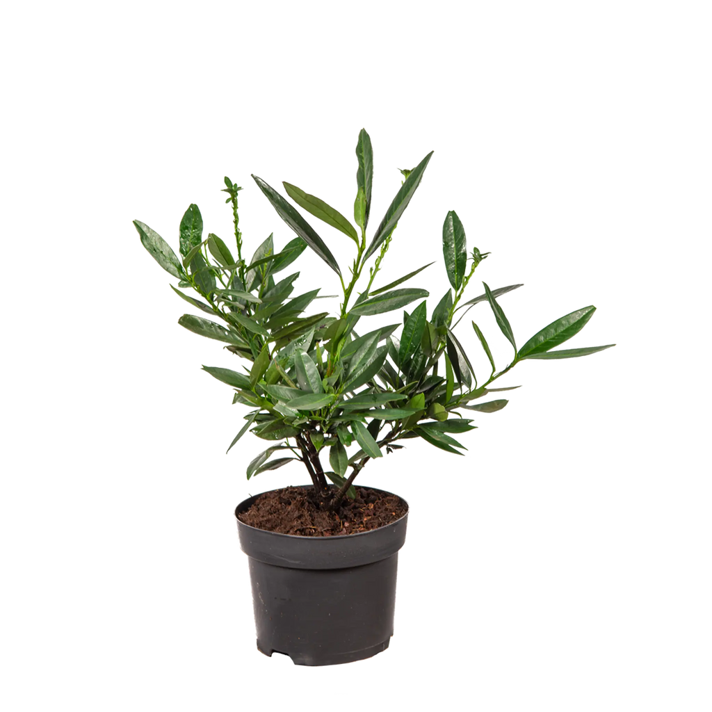 Kirschlorbeer Otto Luyken (Prunus laurocerasus 'Otto Luyken') | 20-30 cm im  Topf