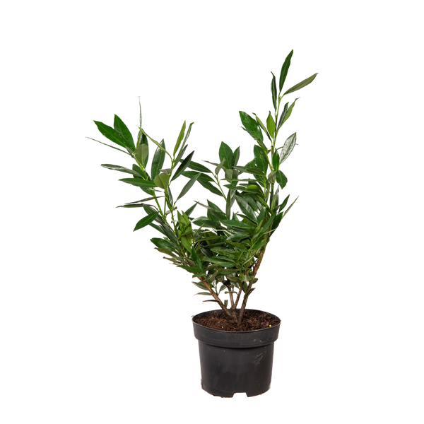 Kirschlorbeer Otto Luyken (Prunus laurocerasus 'Otto Luyken') | 30-40 cm im  Topf