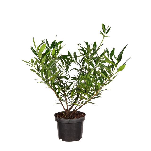 Kirschlorbeer Otto Luyken