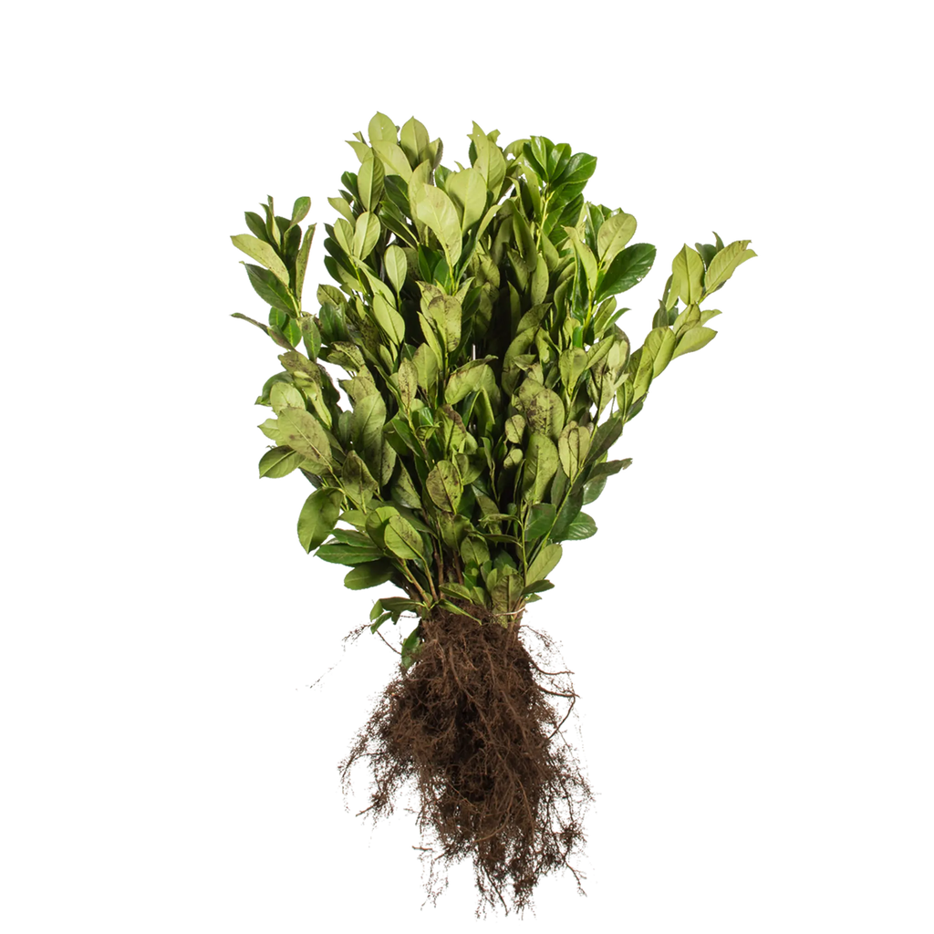 Kirschlorbeer Rotundifolia (Prunus laurocerasus 'Rotundifolia') | 60-80  Wurzelware