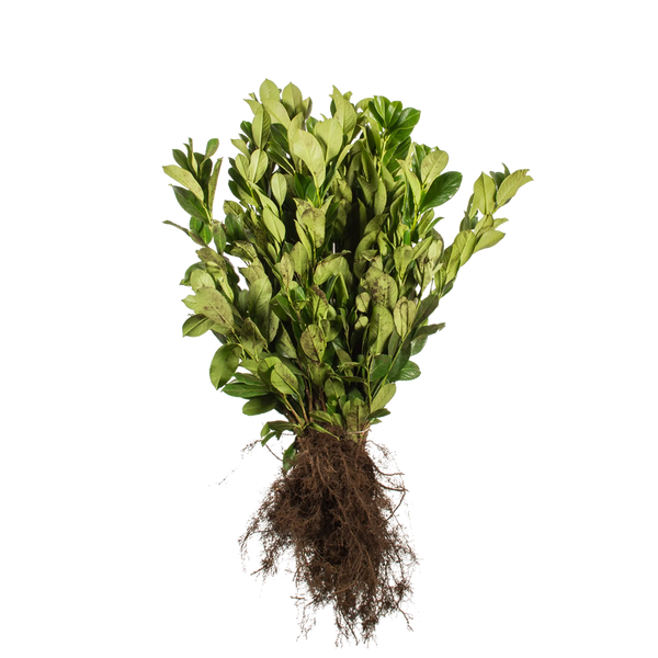 kirschlorbeer wurzeln Kirschlorbeer Rotundifolia (Prunus laurocerasus 'Rotundifolia') | 60-80  Wurzelware