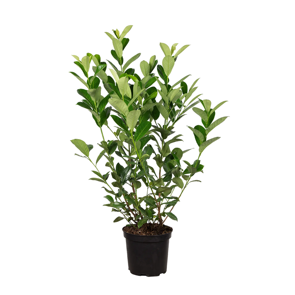 Kirschlorbeer Rotundifolia (Prunus laurocerasus 'Rotundifolia') | 100-125  cm im Topf | Garmundo.de