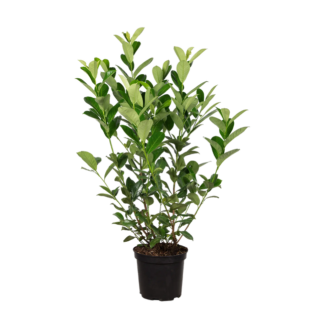 Kirschlorbeer Rotundifolia