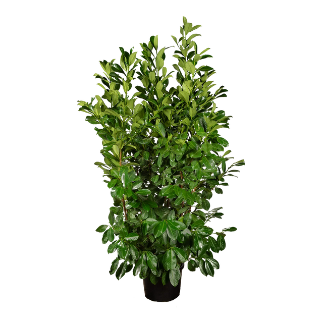 Kirschlorbeer Rotundifolia