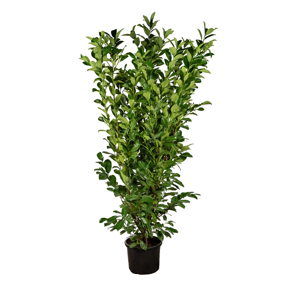 Kirschlorbeer Rotundifolia (Prunus laurocerasus 'Rotundifolia') | 175-200  cm im Topf