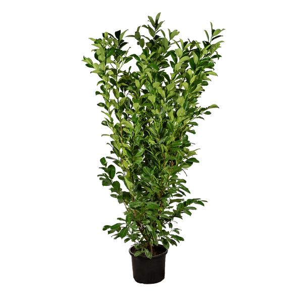 Kirschlorbeer Rotundifolia (Prunus laurocerasus 'Rotundifolia') | 175-200  cm im Topf