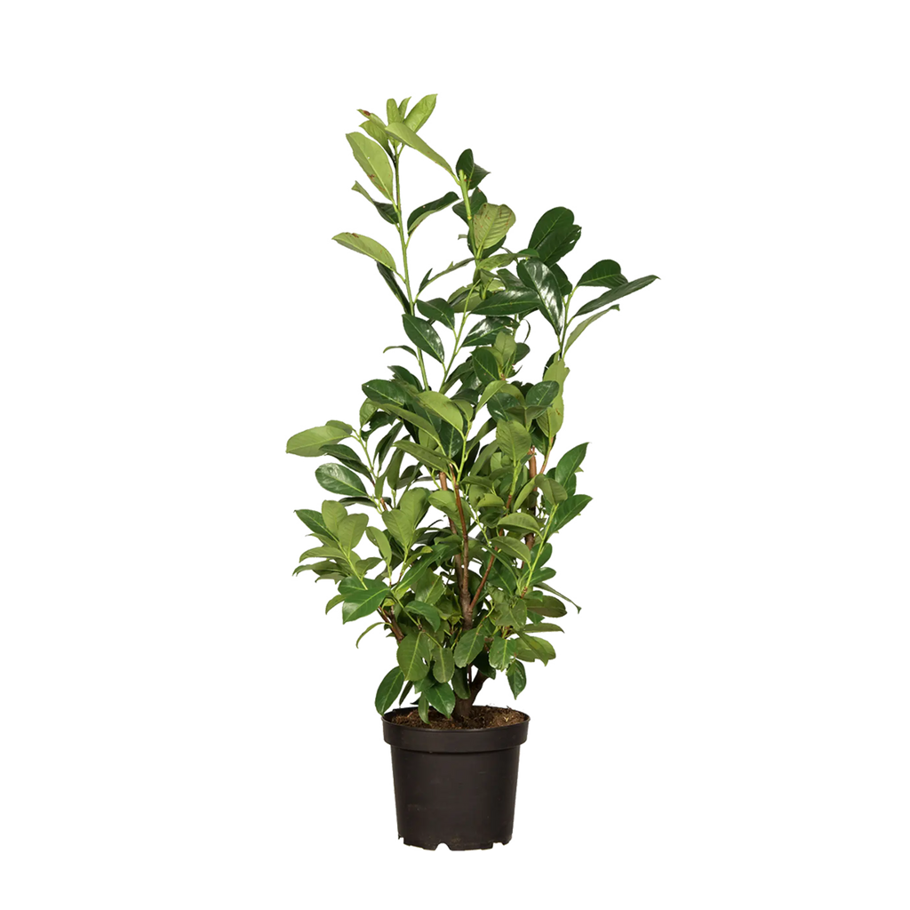 Kirschlorbeer Rotundifolia (Prunus laurocerasus 'Rotundifolia') | 80-100 cm  im Topf