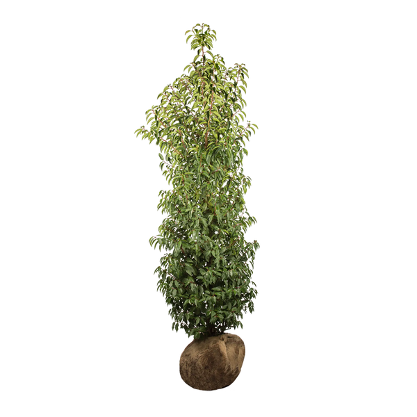 Portugiesischer Kirschlorbeer (Prunus lusitanica 'Angustifolia') | 175-200  cm mit Wurzelballen