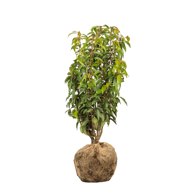 Portugiesischer Kirschlorbeer