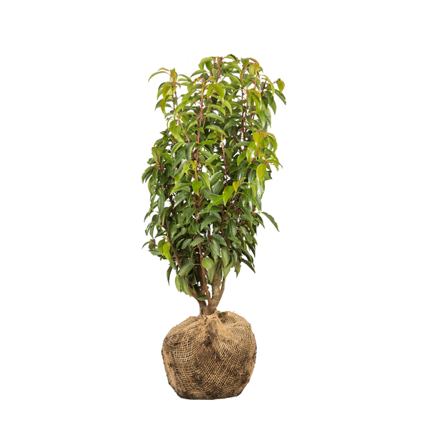 Portugiesischer Kirschlorbeer (Prunus lusitanica 'Angustifolia') | 40-60 cm  mit Wurzelballen