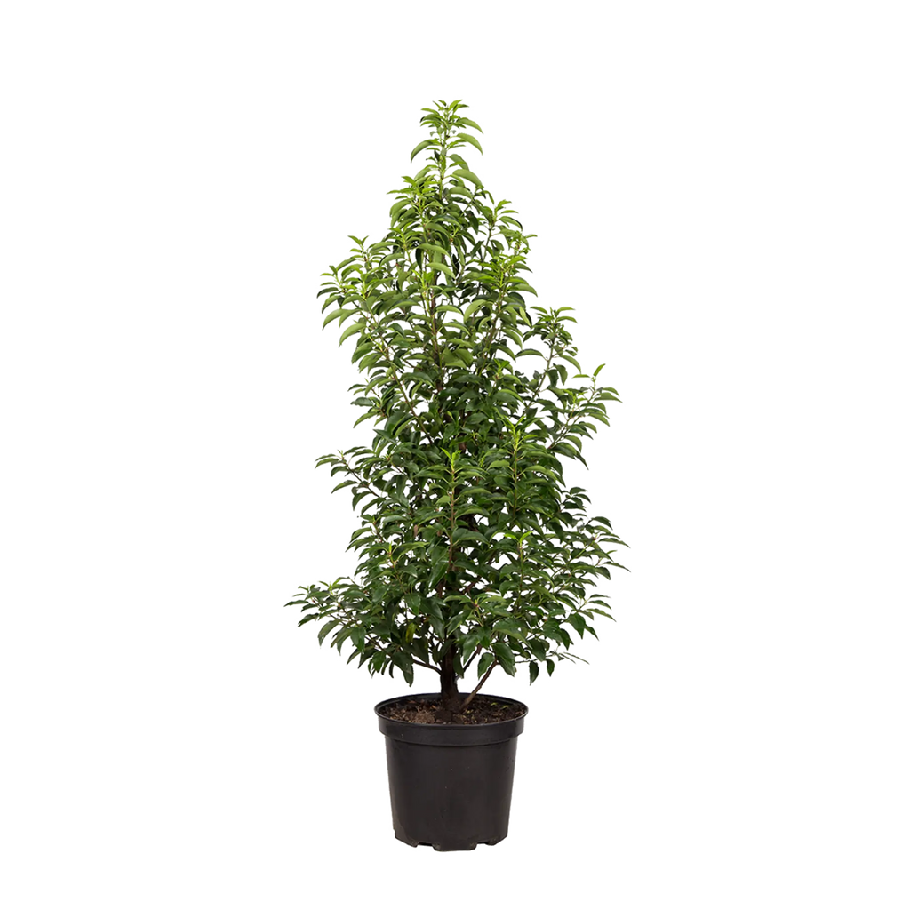 Portugiesischer Kirschlorbeer (Prunus lusitanica 'Angustifolia') | 100-125  cm im Topf