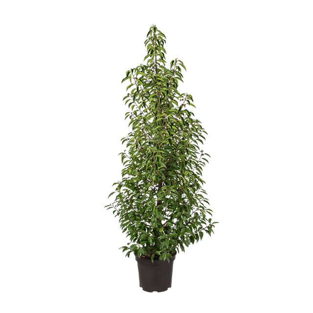 Portugiesischer Kirschlorbeer