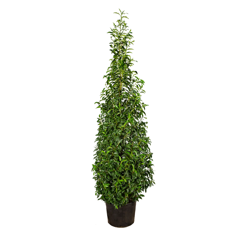 Portugiesischer Kirschlorbeer (Prunus lusitanica 'Angustifolia') | 150-175  cm im Topf | Garmundo.de