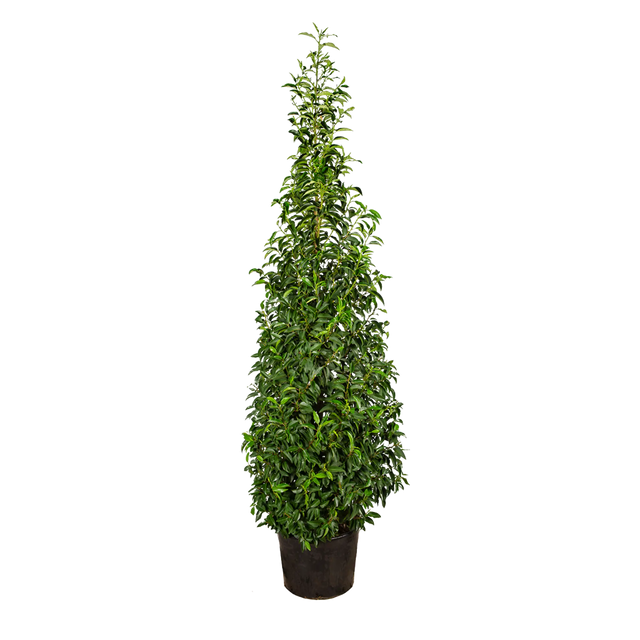 Portugiesischer Kirschlorbeer