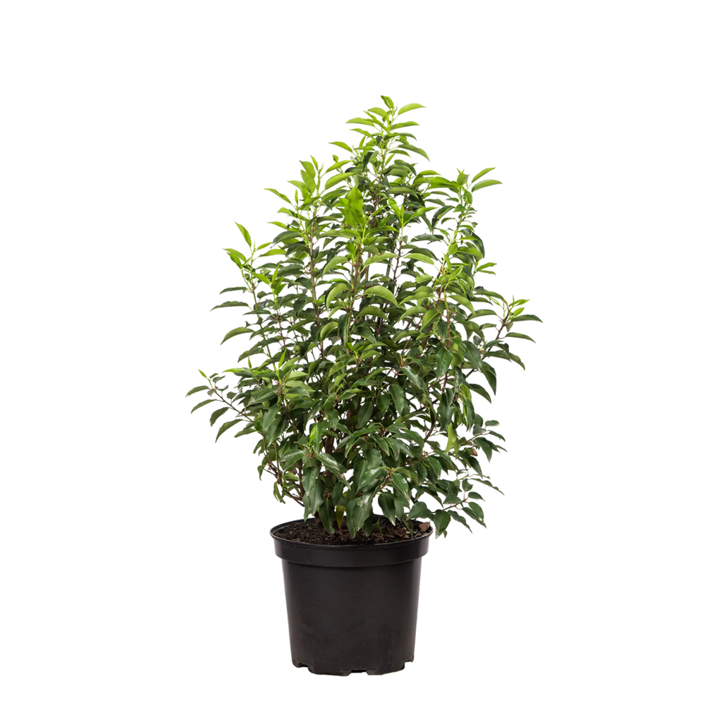 Portugiesischer Kirschlorbeer (Prunus lusitanica 'Angustifolia') | 40-60 cm  im Topf