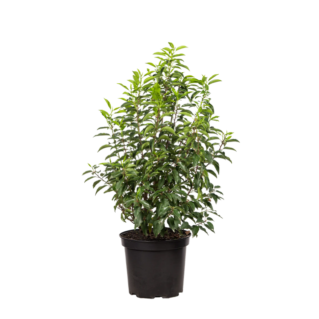 Portugiesischer Kirschlorbeer