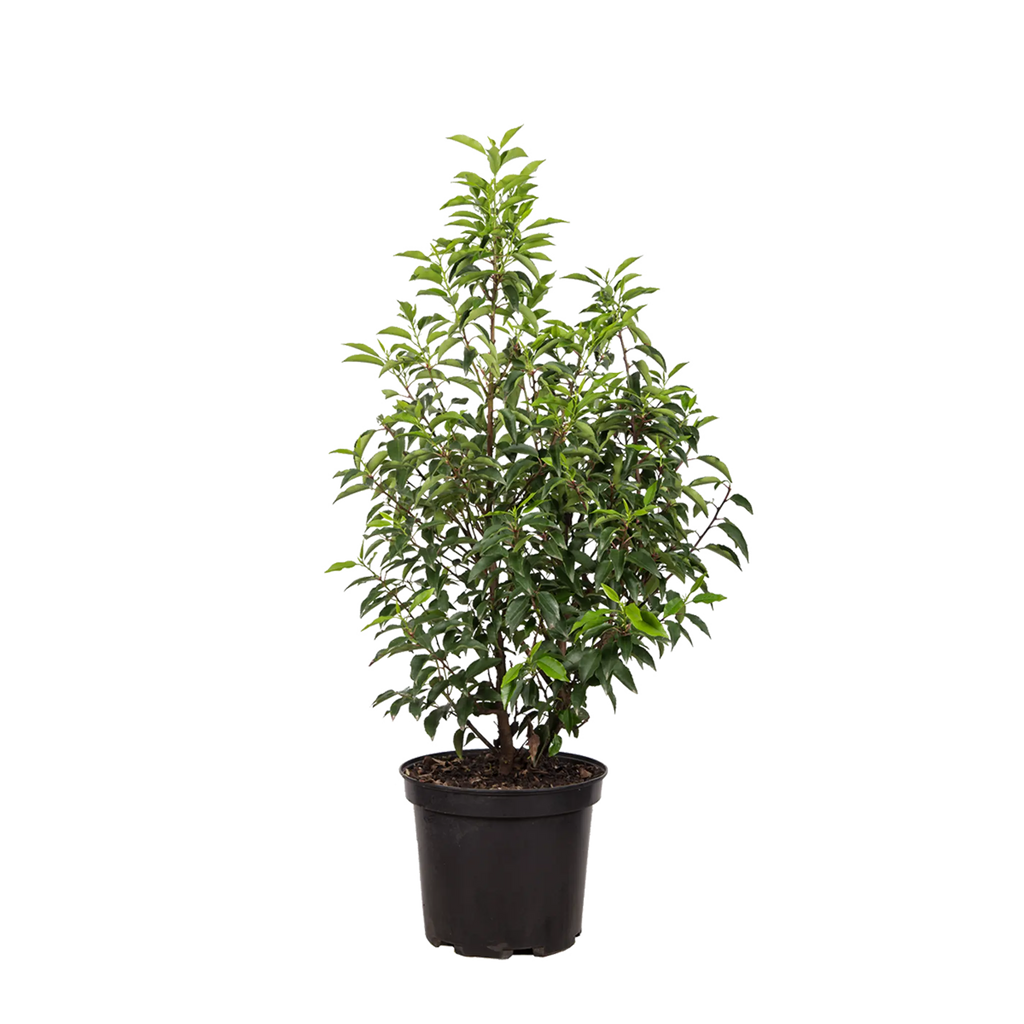 portugiesischer kirschlorbeer wie schnell wächst er Portugiesischer Kirschlorbeer (Prunus lusitanica 'Angustifolia') | 60-80 cm  im Topf