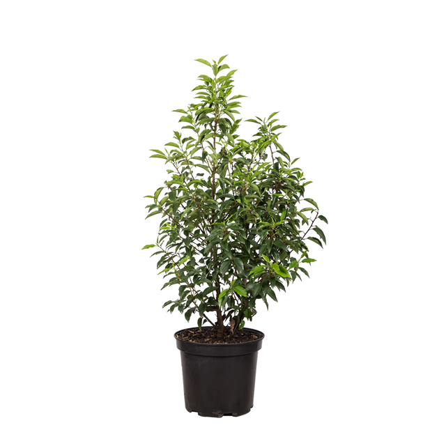 Portugiesischer Kirschlorbeer