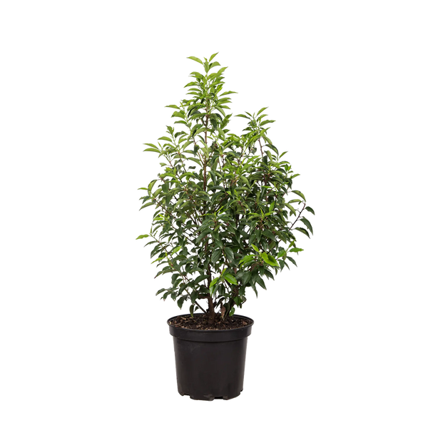 Portugiesischer Kirschlorbeer (Prunus lusitanica 'Angustifolia') | 60-80 cm  im Topf