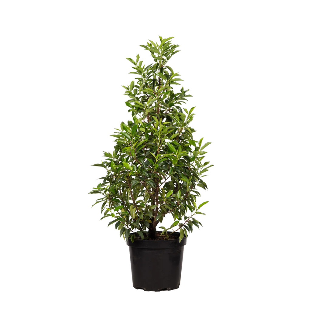 kirschlorbeer brennwert Portugiesischer Kirschlorbeer (Prunus lusitanica 'Angustifolia') | 80-100  cm im Topf
