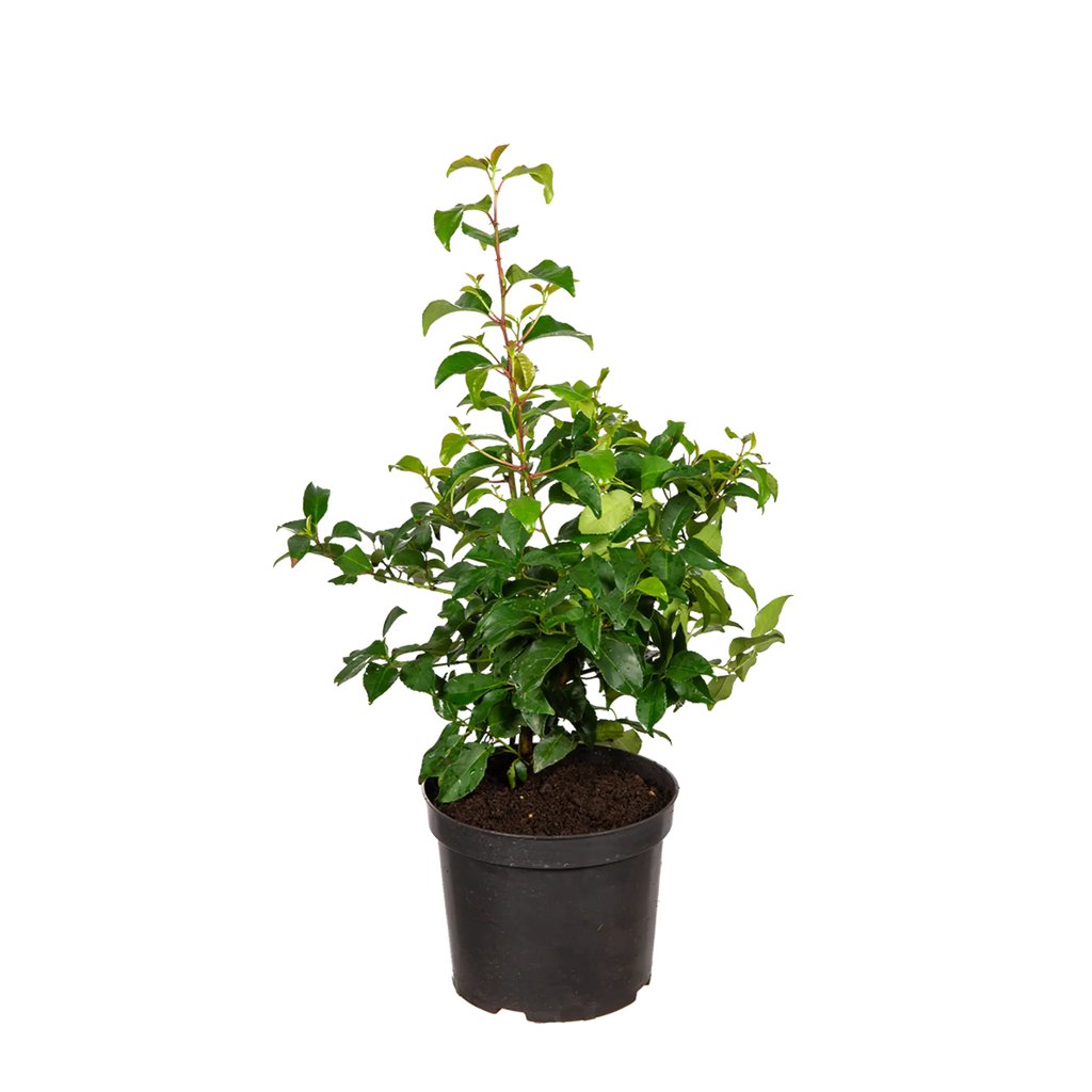 Portugiesischer Kirschlorbeer Tico® (Prunus lusitanica 'Tico®') | 40-60 cm  im Topf