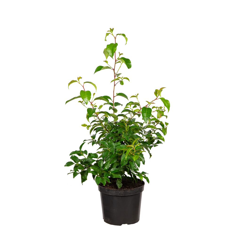 Portugiesischer Kirschlorbeer Tico® (Prunus lusitanica 'Tico®') | 60-80 cm  im Topf