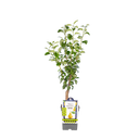 Birnbaum 'Clapp's Favourite'