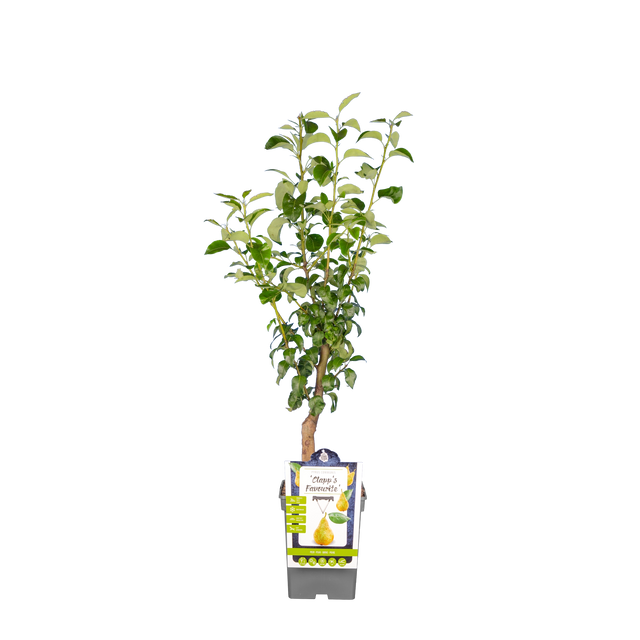 Birnbaum 'Clapp's Favourite'