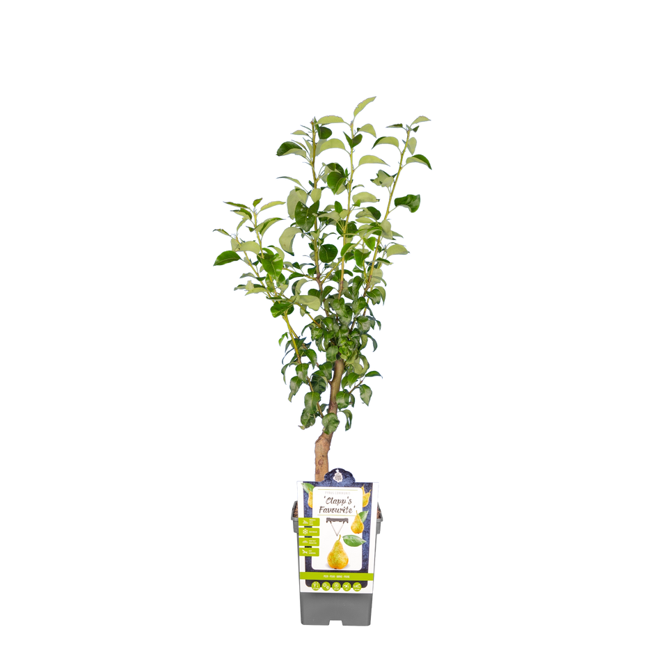 Birnbaum 'Clapp's Favourite'