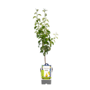 Birnbaum 'Conference'