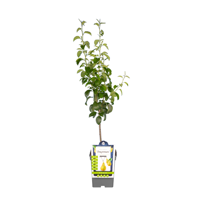 Birnbaum 'Conference'