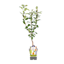 Birnbaum 'Gieser Wildeman'